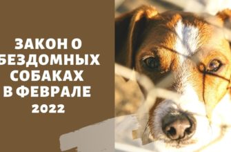 Собаки нападают на людей